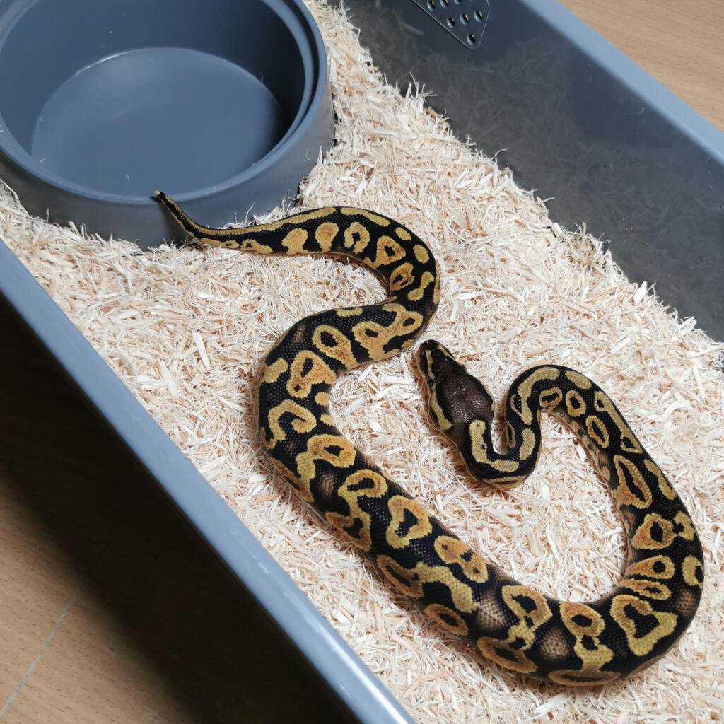 F - Pastel Yellow Belly